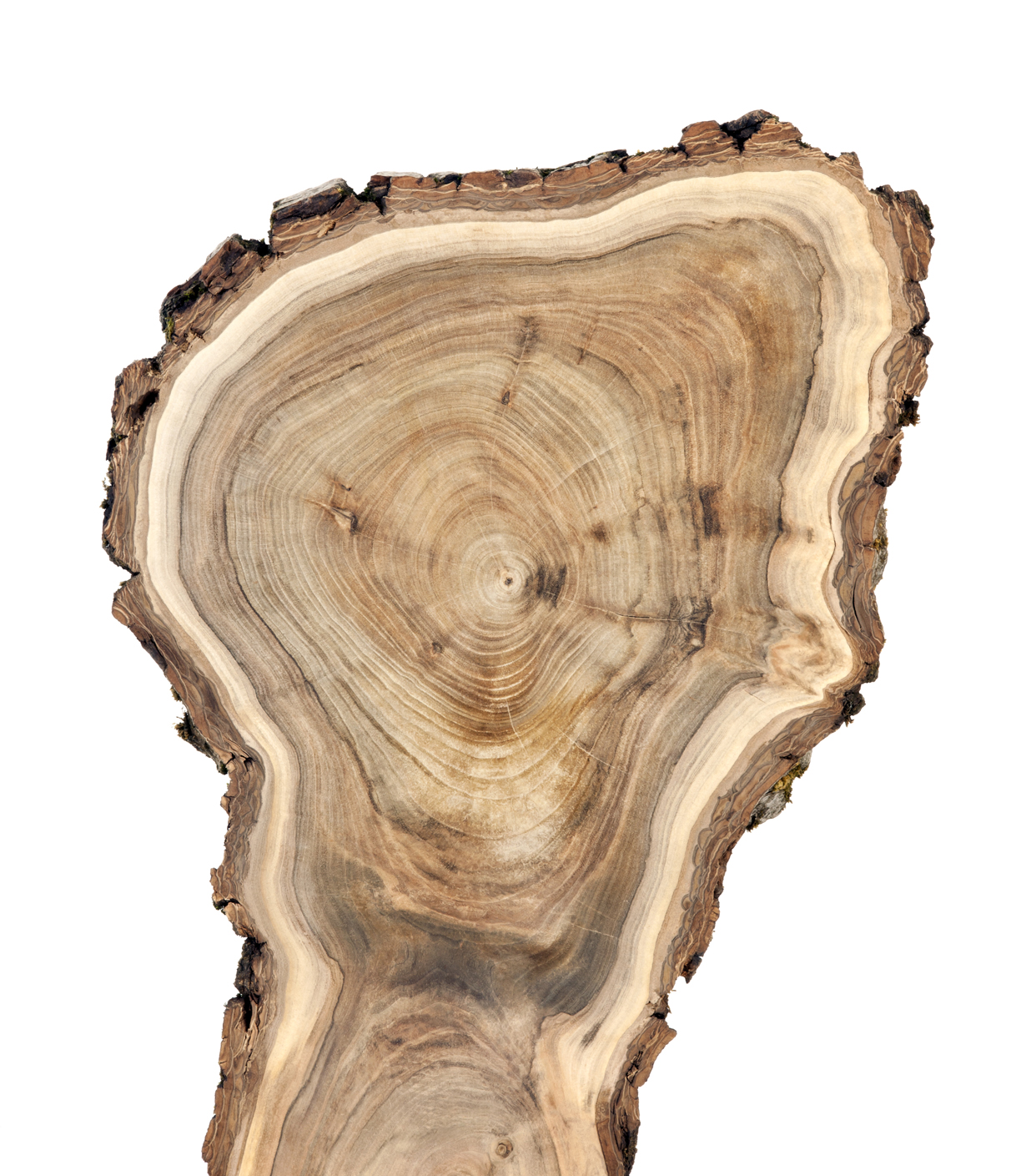 Cross section of walnut tree trunk.